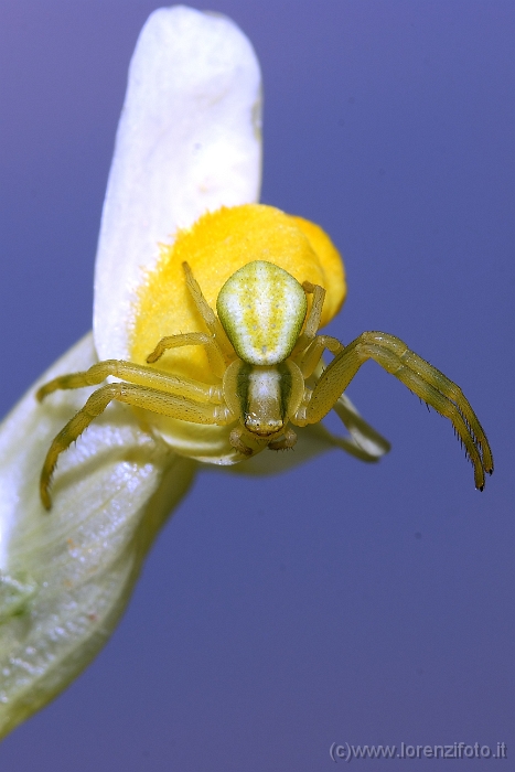 Ebrechtella tricuspidata 3.jpg